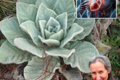 Mullein: Exploring the Benefits of Leaves, Flowers, and Roots