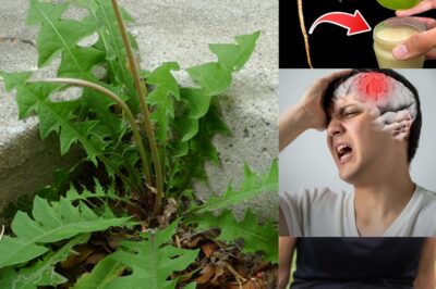 Seeing this plant is like finding “gold” in the garden, don’t throw it away….