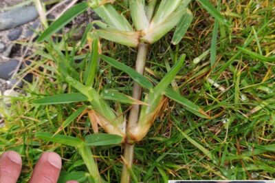 12 Healing Benefits of St. Augustine Grass: Nature’s Hidden Remedy