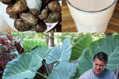 Taro (Colocasia esculenta): The Secret Superfood for Digestive and Colon Health