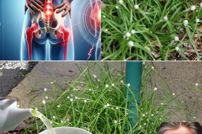 Kyllinga Brevifolia: Nature’s Underrated Healer for Holistic Health and Wellness