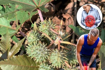 Everything You Need to Know About the Healing Properties of Castor Leaves