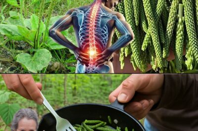 The Hidden Power of Plantain: Why This Backyard Herb Deserves a Place in Your Wellness Routine