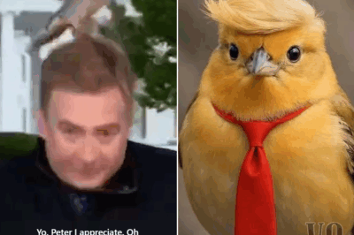 ‘Fox News’: Peter Doocy Gets Attacked by Bird on White House Lawn