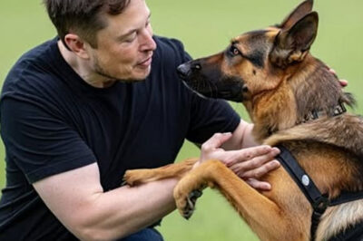 Elon Musk Quietly Donated Millions—But When People Found Out What It Was For, Dog Lovers Everywhere Broke Down in Tears