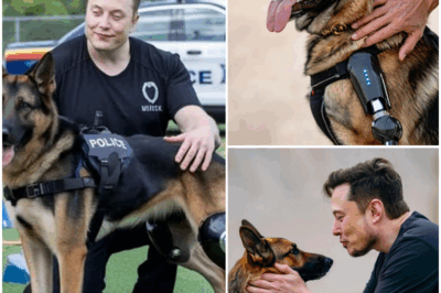 MUSK’S MIRACLE: Elon Musk Funds Groundbreaking Tech to Heal Injured Police Dogs—What Happened Next Will Leave You in Tears!
