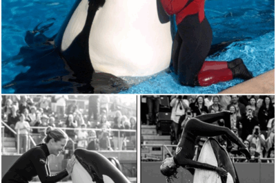 The TERRIFYING Last Moments of Dawn Brancheau – Killed by SeaWorld Orca