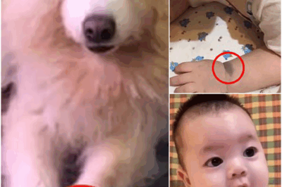 🐾 A Mother’s Heart-Stopping Discovery: Her Dog Died—Then Her Baby Was Born With the Same Mark 💔