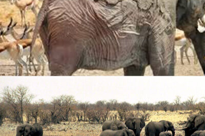 “Heartbreaking Tragedy in Etosha: A Majestic Elephant Severely Injured in Devastating Wildfires, Highlighting the Vulnerability of Wildlife Amidst Climate Change and the Urgent Efforts of Rangers and Rescuers Battling to Save Affected Animals in a Landscape Ravaged by Flames and Destruction”