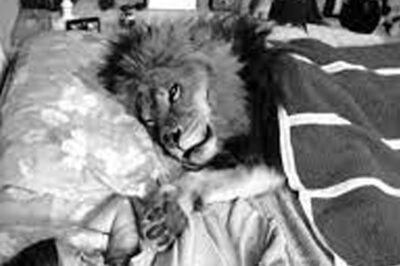 “Awakened by an Alpha: A Documentary Producer’s Surprising Midnight Encounter with a Lion in Kenya—Discover How This Majestic Big Cat Sneaked into Camp, the Hilarious Reaction of the Producer, and What This Unforgettable Experience Reveals About the Behavior of Big Cats Compared to Their Domestic Counterparts!”