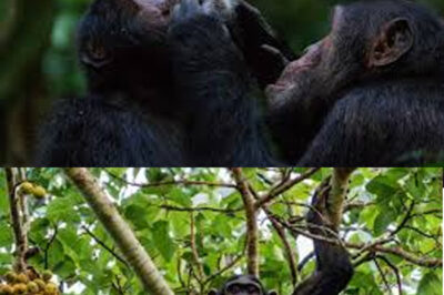 “Unbelievable Footage Reveals Congo Chimps Wearing Masks to Outsmart Humans—Is This the Most Astonishing Display of Animal Intelligence Ever Captured on Camera?”
