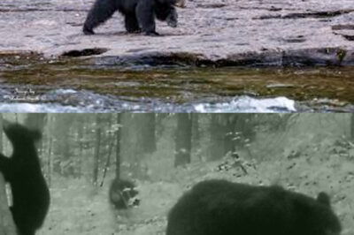 “From Orphaned Cub to Alpha: The Incredible Journey of a Bear Raised by Wolves After Losing Its Mother, Captured on Camera in Karelia—A Haunting Tale of Survival, Adaptation, and Unlikely Bonds That Defies Nature’s Expectations and Leaves Researchers Awestruck by the Resilience of Wildlife”