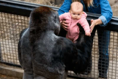 The Gorilla’s Kindness Left Everyone Speechless
