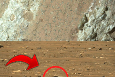 Have We Really Found Life on Mars? Exploring the Evidence, Discoveries, and Future Missions in the Quest for Extraterrestrial Life on the Red Planet