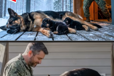 A Navy SEAL Found a Frozen Mother Dog and Her Puppies – Days Later, the UNTHINKABLE Happened
