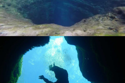 “Beneath the Texas Spring: The Astonishing Discovery of Unique Aquatic Life and Geological Secrets at Jacob’s Well That Left Experts Speechless, Revealing Insights into Ancient Ecosystems, Cultural Significance, and the Need for Sustainable Preservation of This Natural Wonder for Future Generations.”