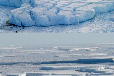 mpactante Colapso de un Muro de Hielo de 1,100 Pies en la Antártida Revela Secretos Asombrosos!